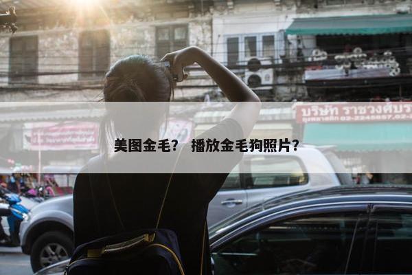 美图金毛？ 播放金毛狗照片？