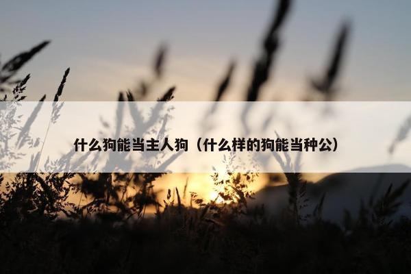 什么狗能当主人狗（什么样的狗能当种公）