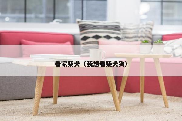 看家柴犬（我想看柴犬狗）