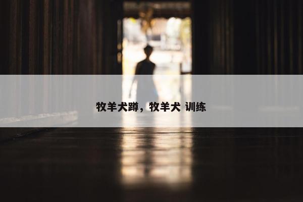 牧羊犬蹲，牧羊犬 训练