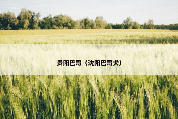 贵阳巴哥（沈阳巴哥犬）