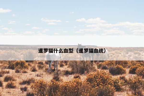 暹罗猫什么血型（暹罗猫血统）