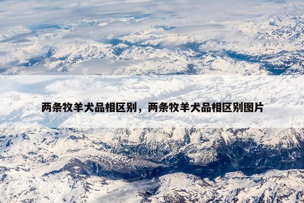 两条牧羊犬品相区别，两条牧羊犬品相区别图片