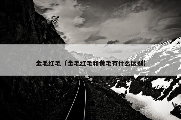 金毛红毛（金毛红毛和黄毛有什么区别）