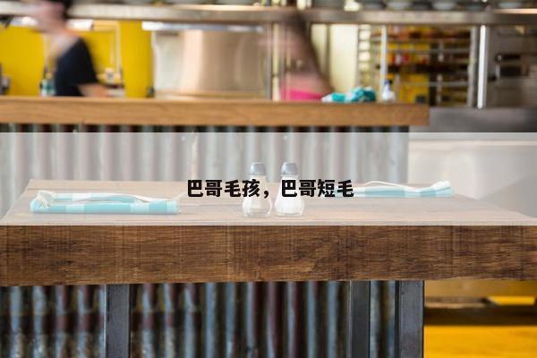 巴哥毛孩，巴哥短毛