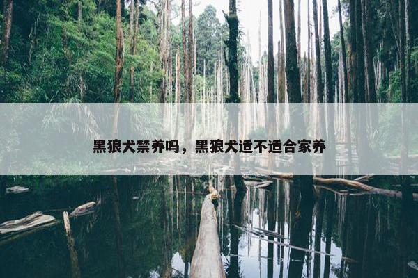 黑狼犬禁养吗，黑狼犬适不适合家养