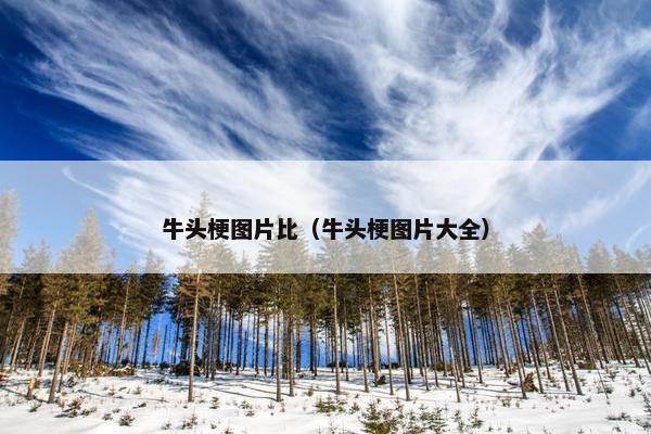 牛头梗图片比（牛头梗图片大全）