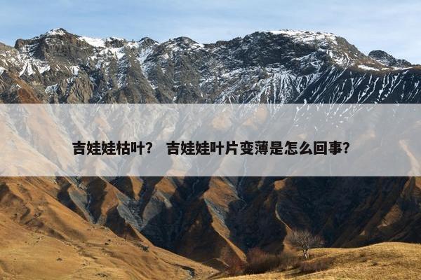 吉娃娃枯叶？ 吉娃娃叶片变薄是怎么回事？