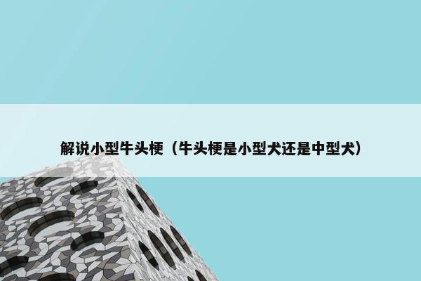 解说小型牛头梗（牛头梗是小型犬还是中型犬）