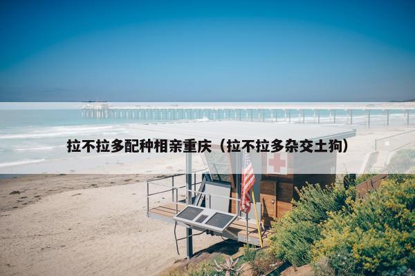 拉不拉多配种相亲重庆（拉不拉多杂交土狗）