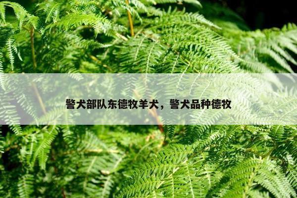警犬部队东德牧羊犬，警犬品种德牧