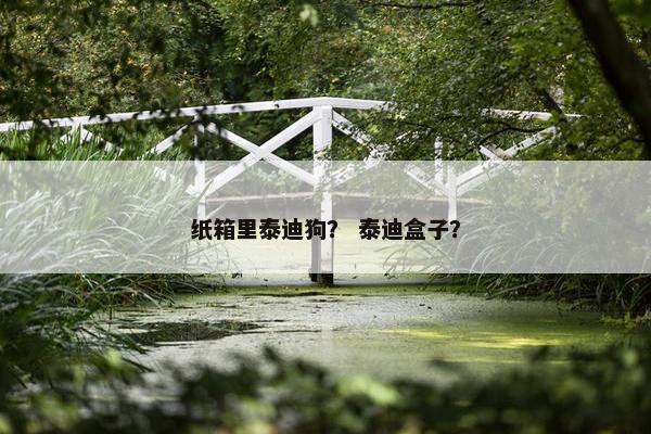 纸箱里泰迪狗？ 泰迪盒子？