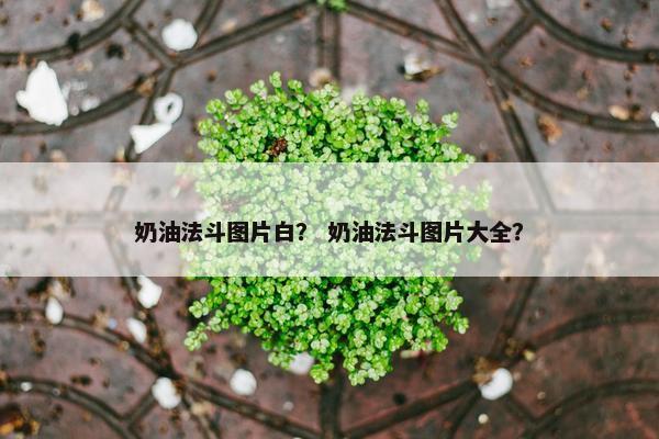 奶油法斗图片白？ 奶油法斗图片大全？