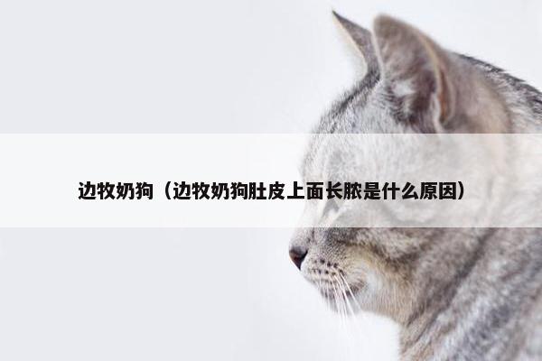 边牧奶狗（边牧奶狗肚皮上面长脓是什么原因）