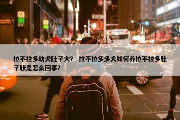 拉不拉多幼犬肚子大？ 拉不拉多多犬如何养拉不拉多肚子胀是怎么回事？