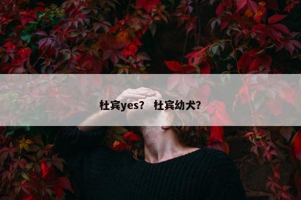 杜宾yes？ 杜宾幼犬？