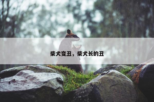 柴犬变丑，柴犬长的丑