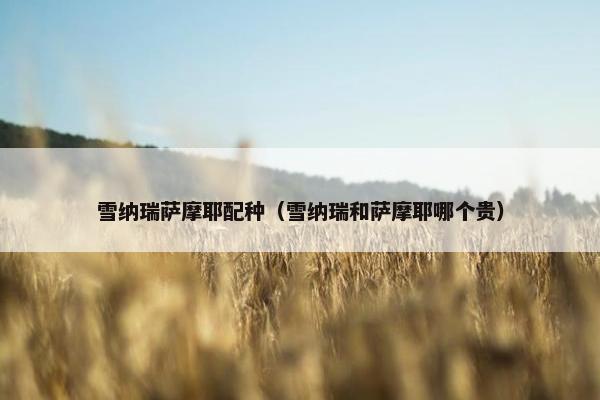 雪纳瑞萨摩耶配种（雪纳瑞和萨摩耶哪个贵）