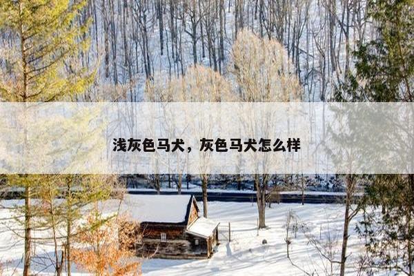 浅灰色马犬，灰色马犬怎么样