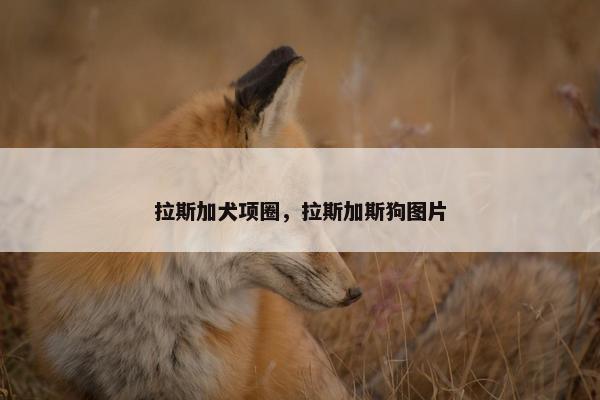 拉斯加犬项圈，拉斯加斯狗图片