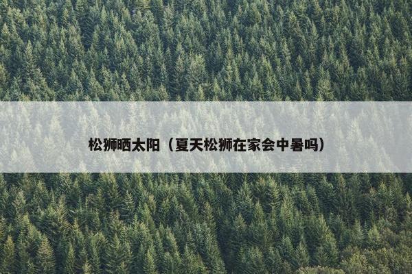 松狮晒太阳（夏天松狮在家会中暑吗）
