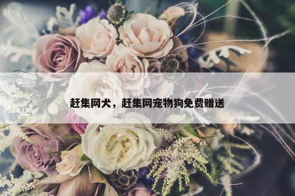 赶集网犬，赶集网宠物狗免费赠送