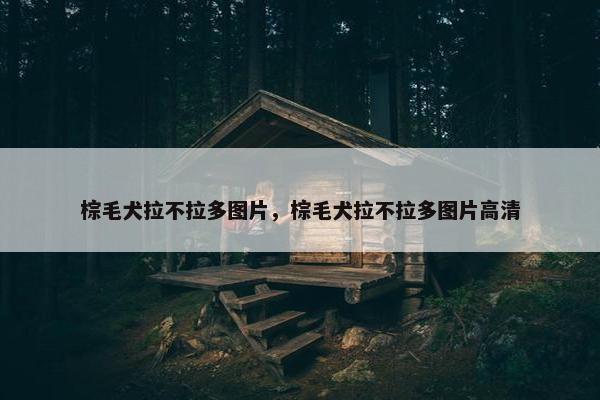 棕毛犬拉不拉多图片，棕毛犬拉不拉多图片高清