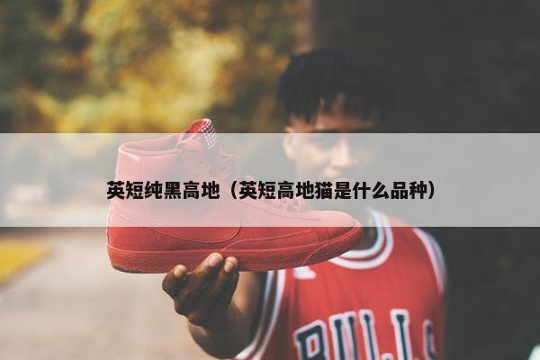 英短纯黑高地（英短高地猫是什么品种）
