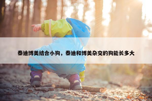 泰迪博美结合小狗，泰迪和博美杂交的狗能长多大