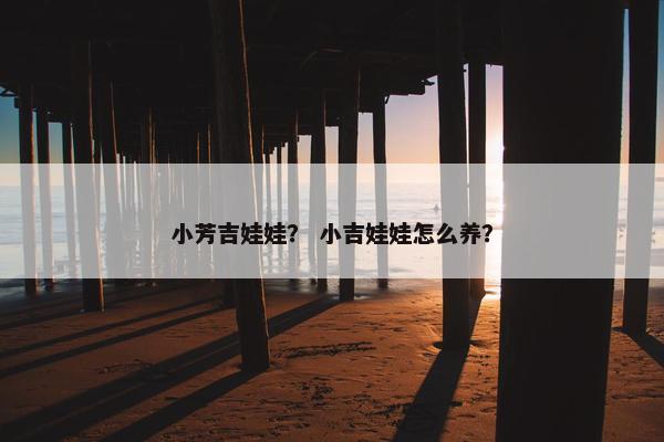 小芳吉娃娃？ 小吉娃娃怎么养？