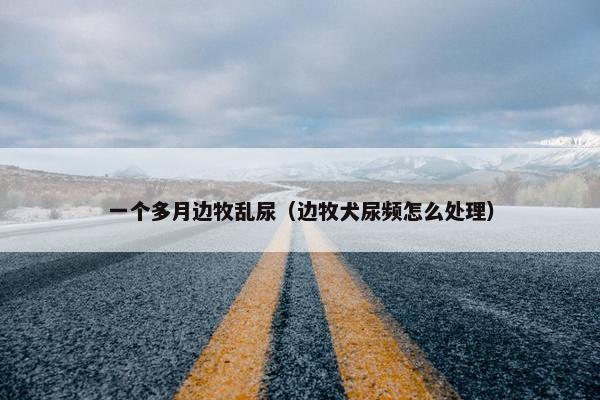 一个多月边牧乱尿（边牧犬尿频怎么处理）