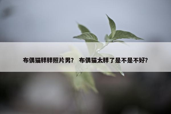 布偶猫胖胖照片男？ 布偶猫太胖了是不是不好？