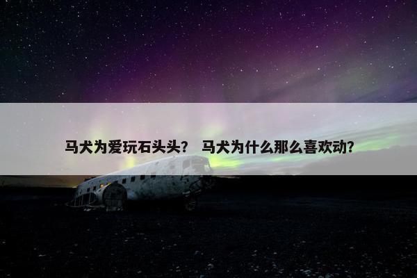马犬为爱玩石头头？ 马犬为什么那么喜欢动？