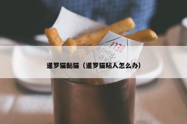 暹罗猫黏猫（暹罗猫粘人怎么办）