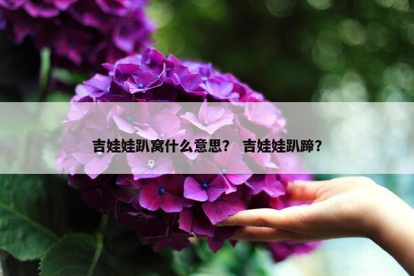 吉娃娃趴窝什么意思？ 吉娃娃趴蹄？