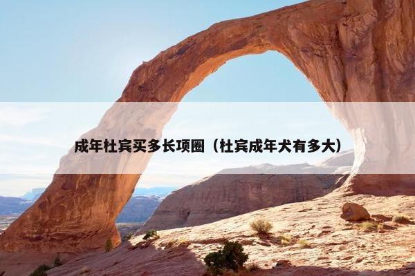 成年杜宾买多长项圈（杜宾成年犬有多大）
