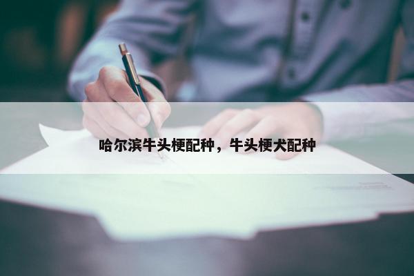 哈尔滨牛头梗配种，牛头梗犬配种