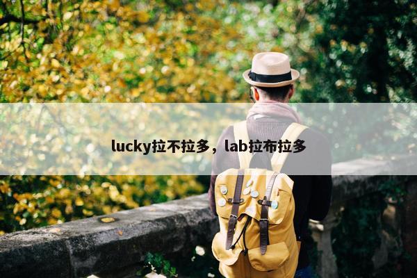 lucky拉不拉多，lab拉布拉多