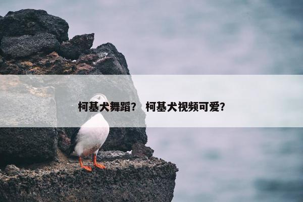 柯基犬舞蹈？ 柯基犬视频可爱？