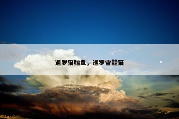 暹罗猫鳕鱼，暹罗雪鞋猫