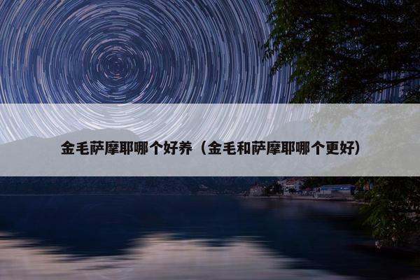 金毛萨摩耶哪个好养（金毛和萨摩耶哪个更好）