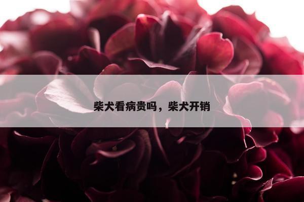 柴犬看病贵吗，柴犬开销