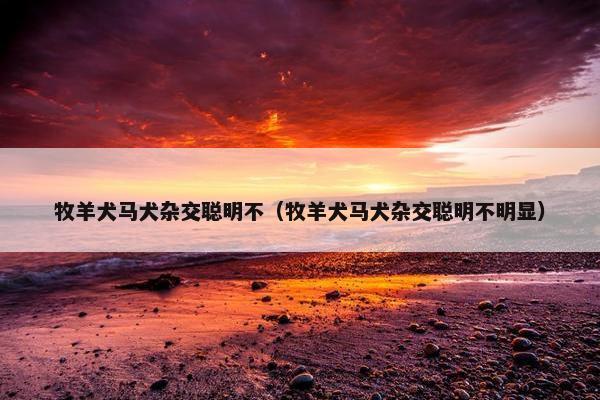 牧羊犬马犬杂交聪明不（牧羊犬马犬杂交聪明不明显）