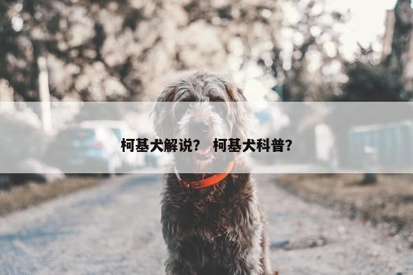 柯基犬解说？ 柯基犬科普？