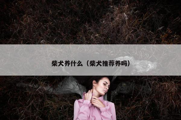 柴犬养什么（柴犬推荐养吗）