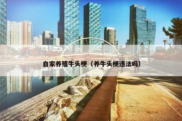 自家养殖牛头梗（养牛头梗违法吗）