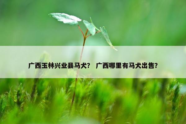 广西玉林兴业县马犬？ 广西哪里有马犬出售？