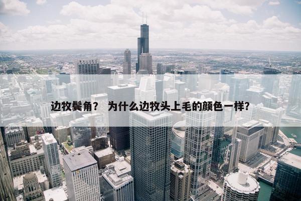 边牧鬓角？ 为什么边牧头上毛的颜色一样？