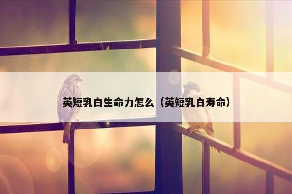 英短乳白生命力怎么（英短乳白寿命）