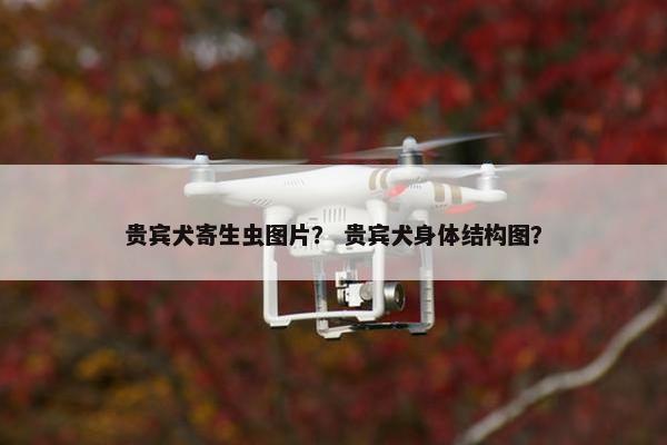 贵宾犬寄生虫图片？ 贵宾犬身体结构图？